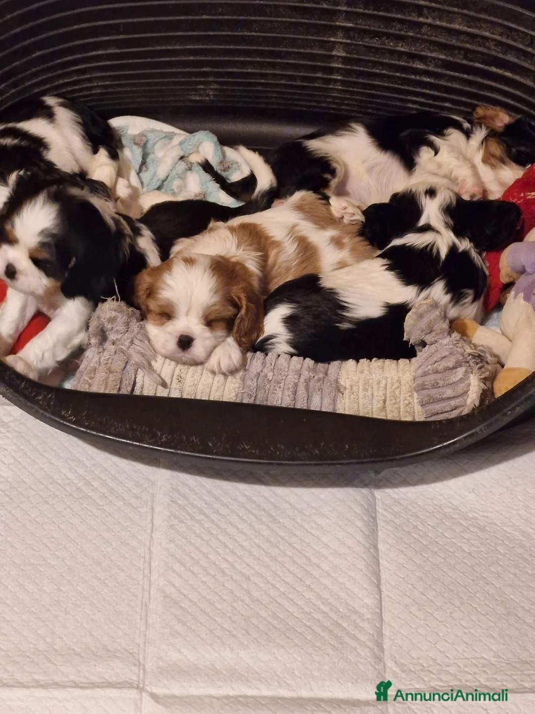 Immagine della galleria {{count}}