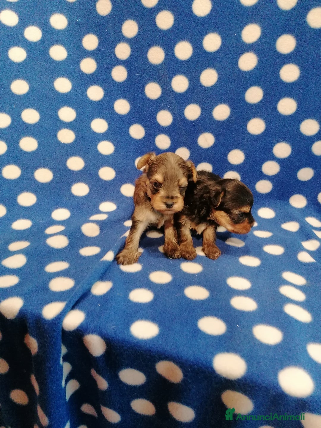 Meticcio cani in vendita: Yorkiepoo cuccioli - Annuncio 4