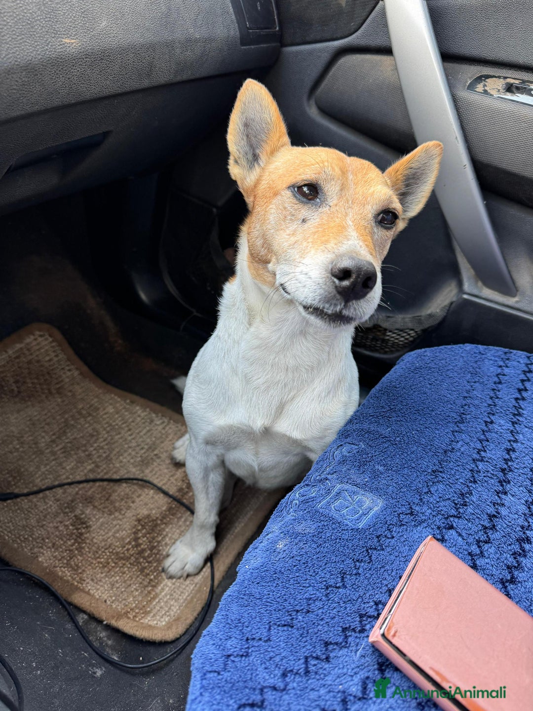 Altre razze cani in regalo: jack 5 anni - Annuncio 4