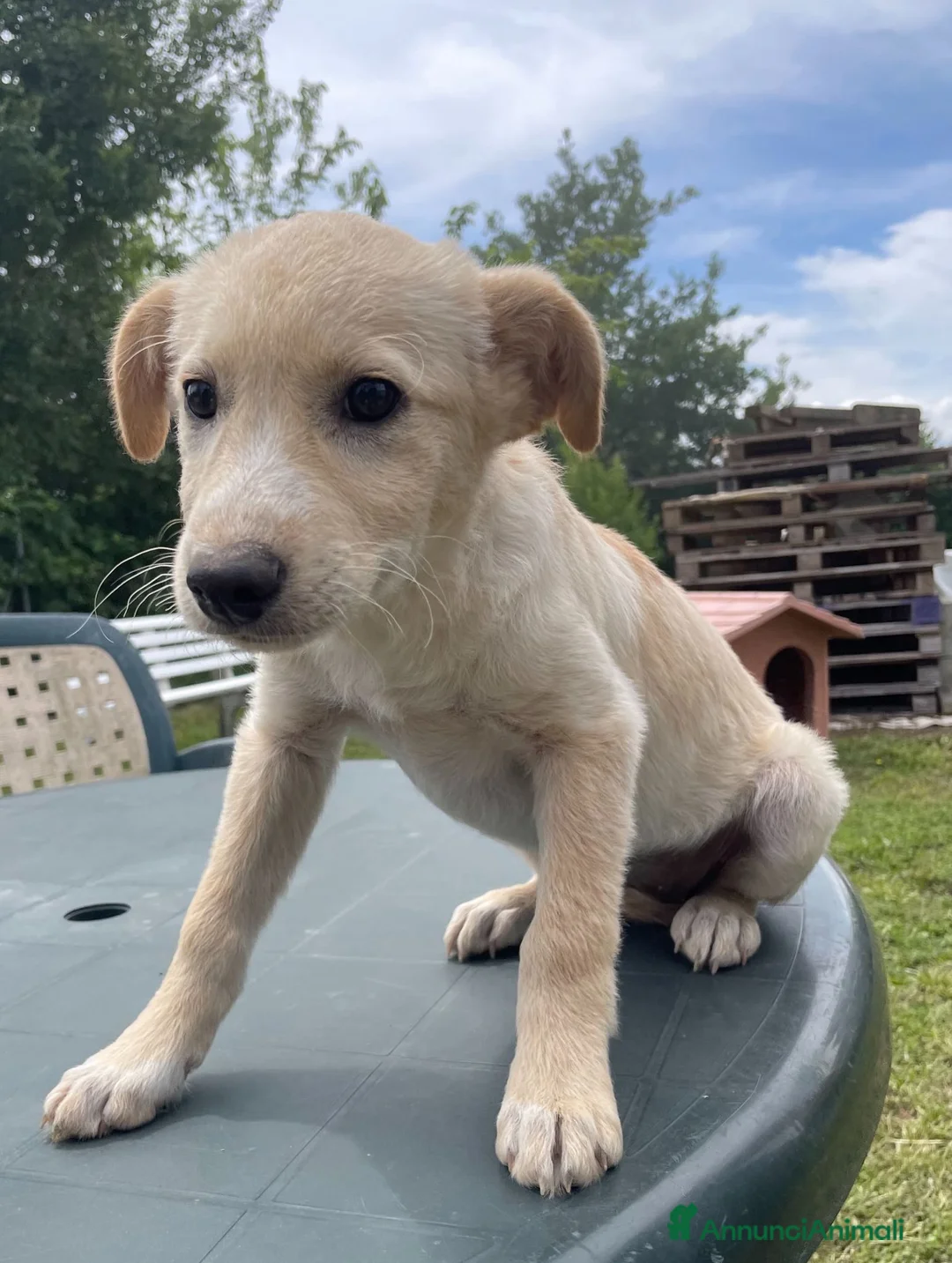 Meticcio cani in regalo: Adotta Olga 4 mesi - Annuncio 3