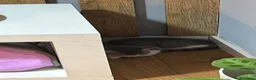 Altre razze gatti in regalo: GATTINA GIOCHERELLONA  - Annuncio 2