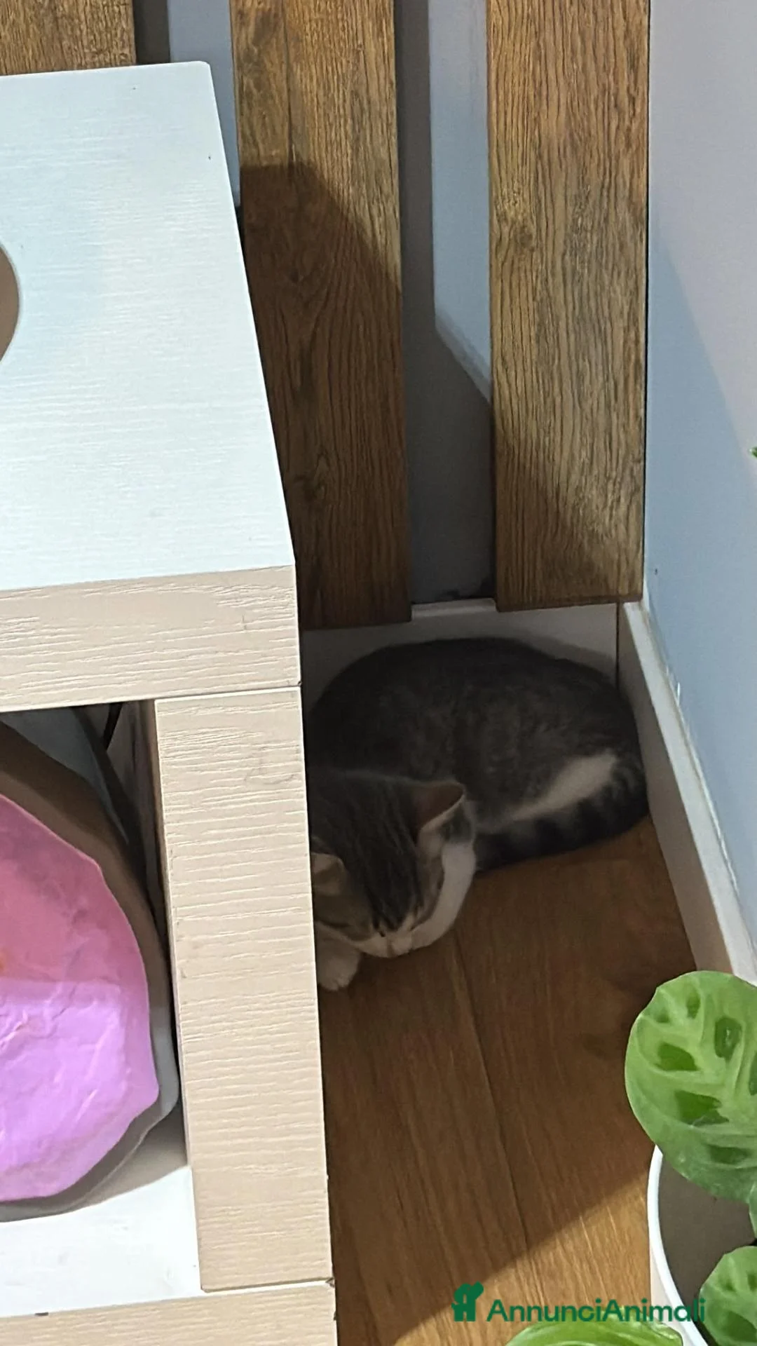 Altre razze gatti in regalo: GATTINA GIOCHERELLONA  - Annuncio 2