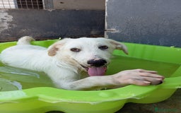 Meticcio cani in regalo: Max, simil spinone a Città Metropolitana di Bologna - Immagine 1