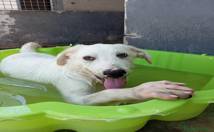 Meticcio cani a Città Metropolitana di Bologna - Annuncio 1