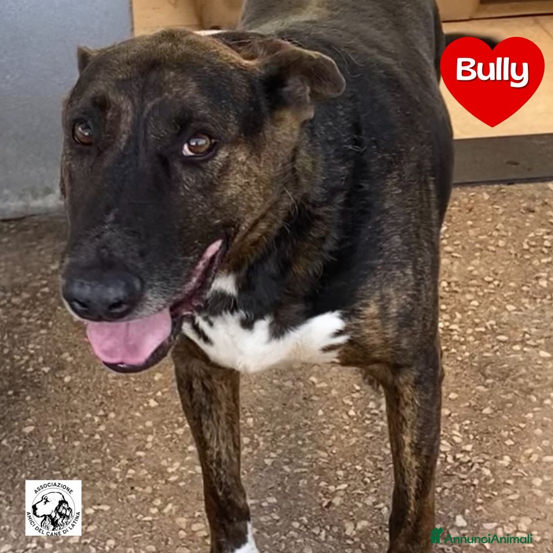 Meticcio cani in regalo: Bully derivato bull terrier in adozione Latina - Annuncio 1