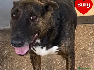 Meticcio cani Bully derivato bull terrier in adozione Latina - Annuncio 5