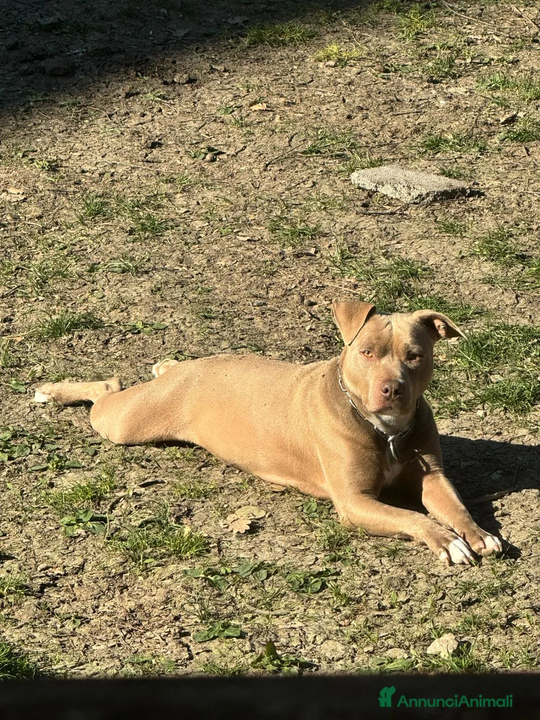 Pitbull cani in vendita: AMERICAN PITBULL TERRIER UKC  - Annuncio 10