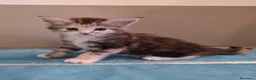 Maine Coon gatti in vendita: Litter F Dolci Fusa - Annuncio 20