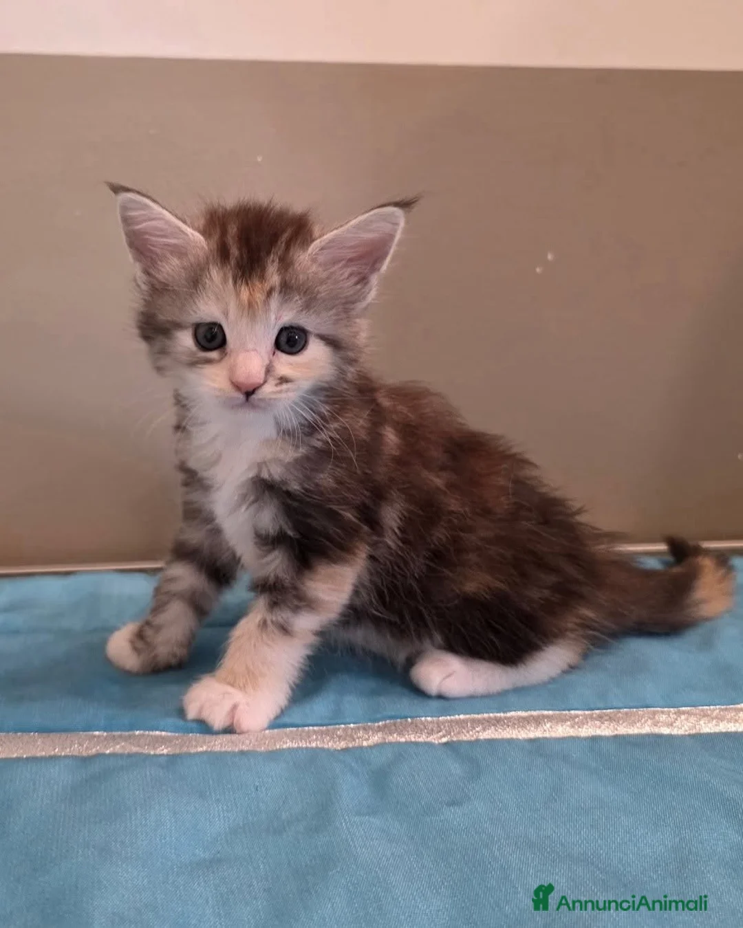Maine Coon gatti in vendita: Litter F Dolci Fusa - Annuncio 20
