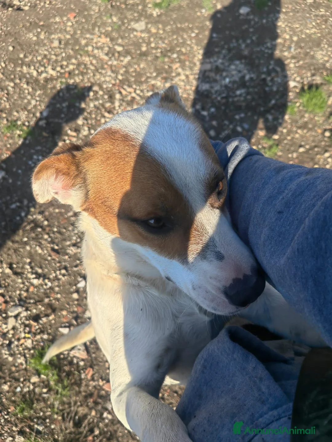 Meticcio cani in regalo: Loky: 10 mesi, taglia contenuta, socievole  - Annuncio 7