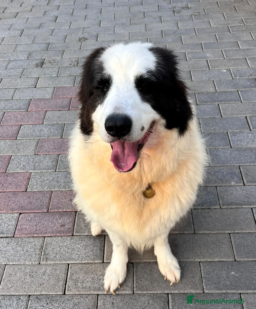 Meticcio cani in regalo: SIMBA MAREMMANO - Annuncio 2