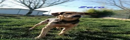 Meticcio cani in regalo: ZERO cerca le coccole! tg contenuta  a Città Metropolitana di Firenze - Annuncio 3