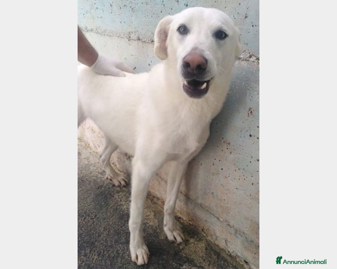 Meticcio cani in regalo: 4anni tg media 1foto x aiutar Riccio in box da sem a Bologna - Annuncio 1