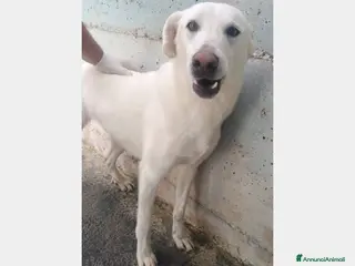 Meticcio cani 4anni tg media 1foto x aiutar Riccio in box da sem a Bologna - Annuncio 39