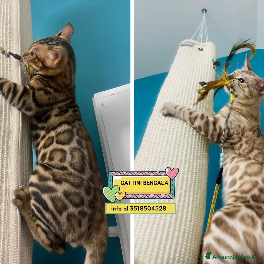 Bengala gatti in regalo: Gattini maschi BENGALA cercano casa - in adozione - Annuncio 4
