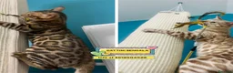 Bengala gatti in regalo: Gattini maschi BENGALA cercano casa - in adozione - Annuncio 1