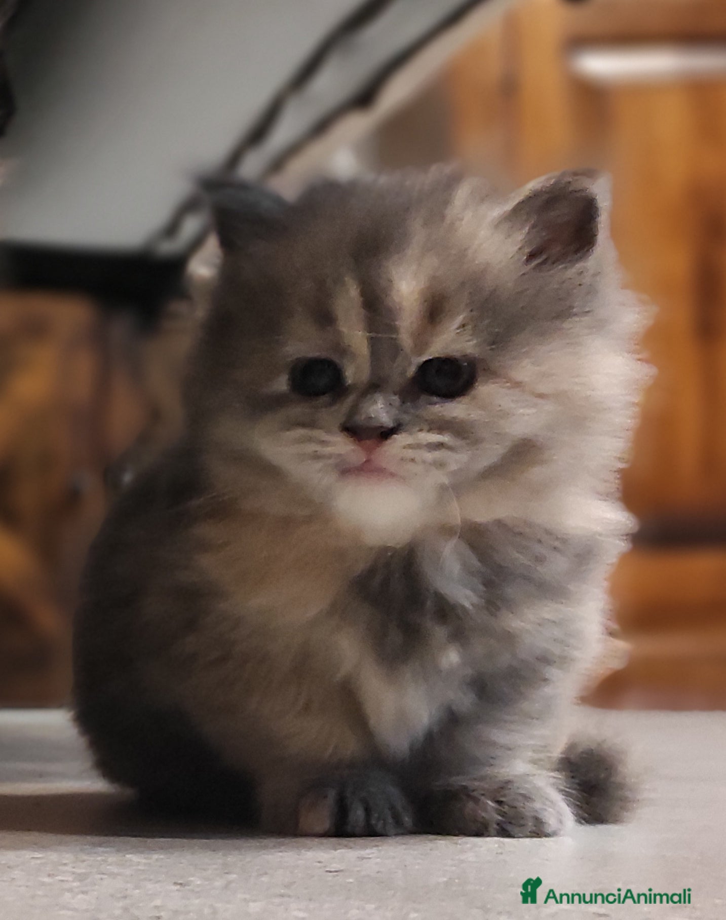 Persiano gatti Cucciola di persiano  - Annuncio 3