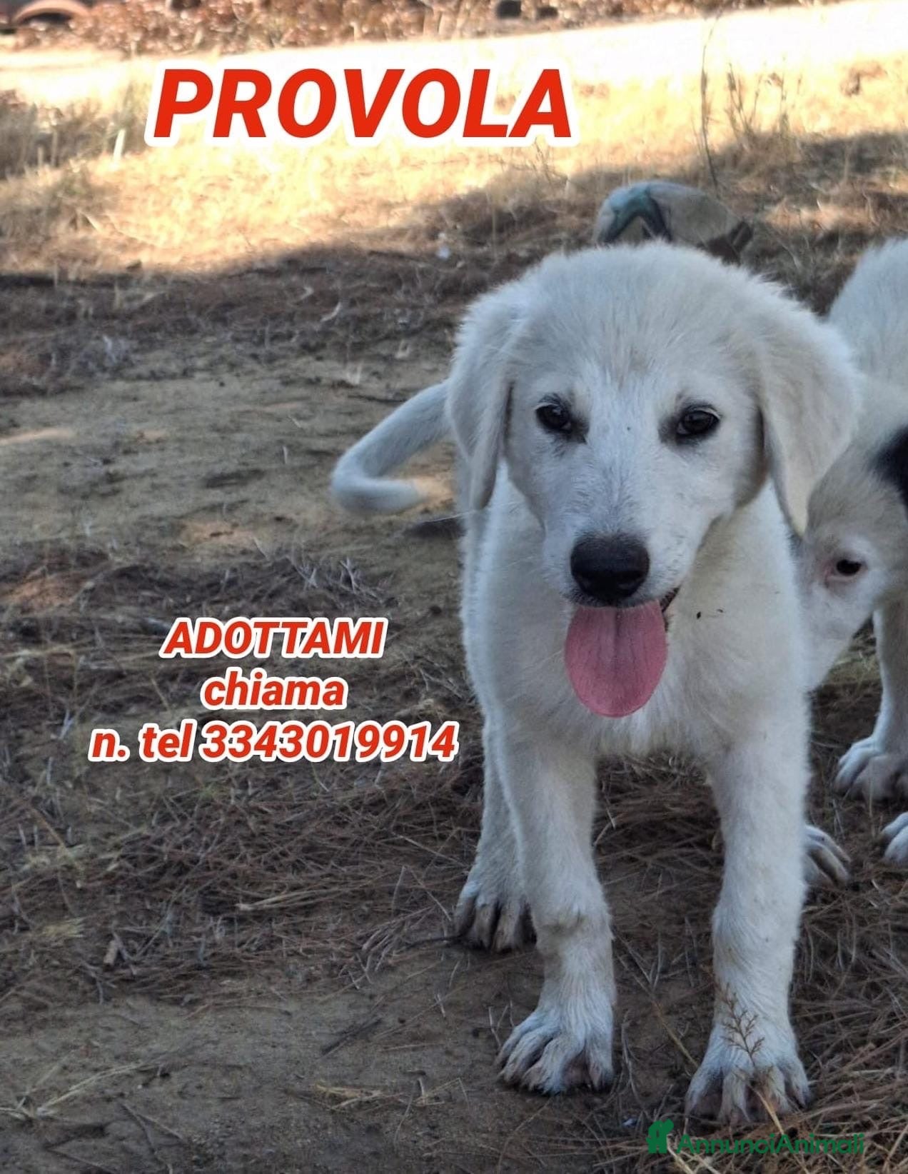 Meticcio cani PROVOLA 🩷 L’ALLEGRIA ENTRA IN CASA 😍 - Annuncio 29