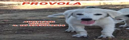 Meticcio cani in regalo: PROVOLA 🩷 L’ALLEGRIA ENTRA IN CASA 😍 a Provincia di Arezzo - Annuncio 1