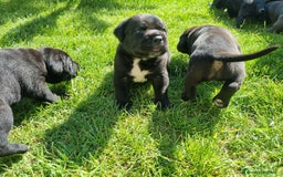 Cane Corso cani in vendita: Cuccioli di cane corso alta genealogia  a Provincia di Verona - Immagine 6