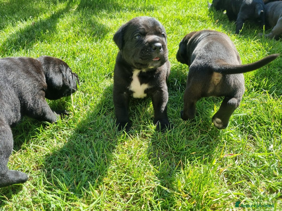 Cane Corso cani in vendita: Cuccioli di cane corso alta genealogia  a Provincia di Verona - Immagine 6