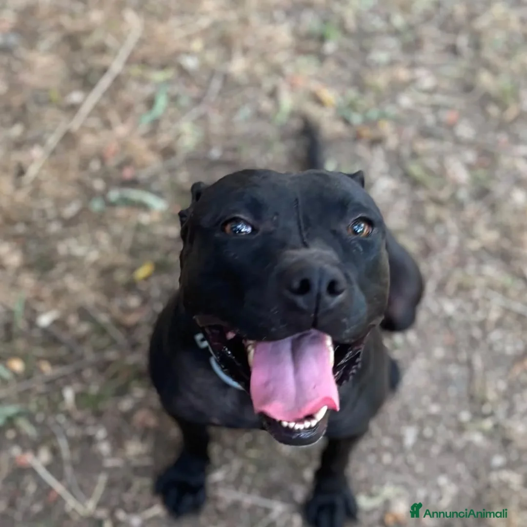 Altre razze cani in regalo: SPARTA cagnolina 4 anni cerca casa - in adozione - Annuncio 3