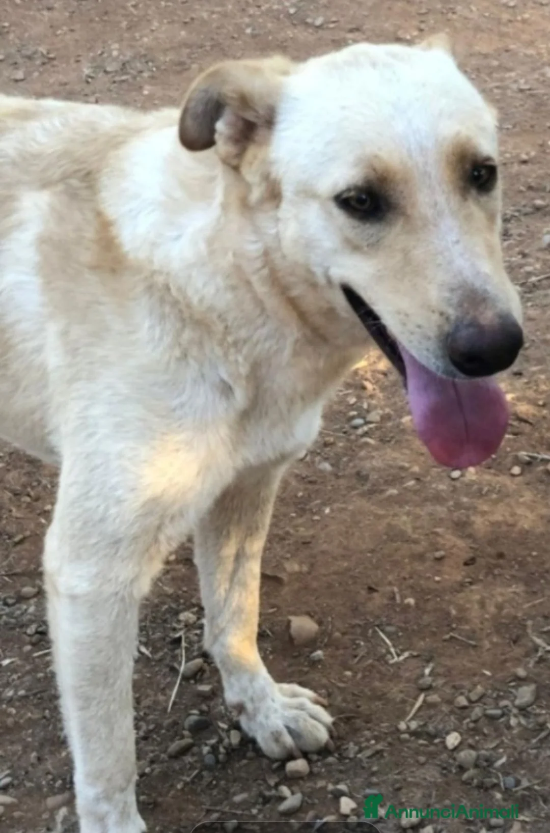 Meticcio cani in regalo: Zaira(mamma Pastore tedesco)3/4anni,zero richieste - Annuncio 3