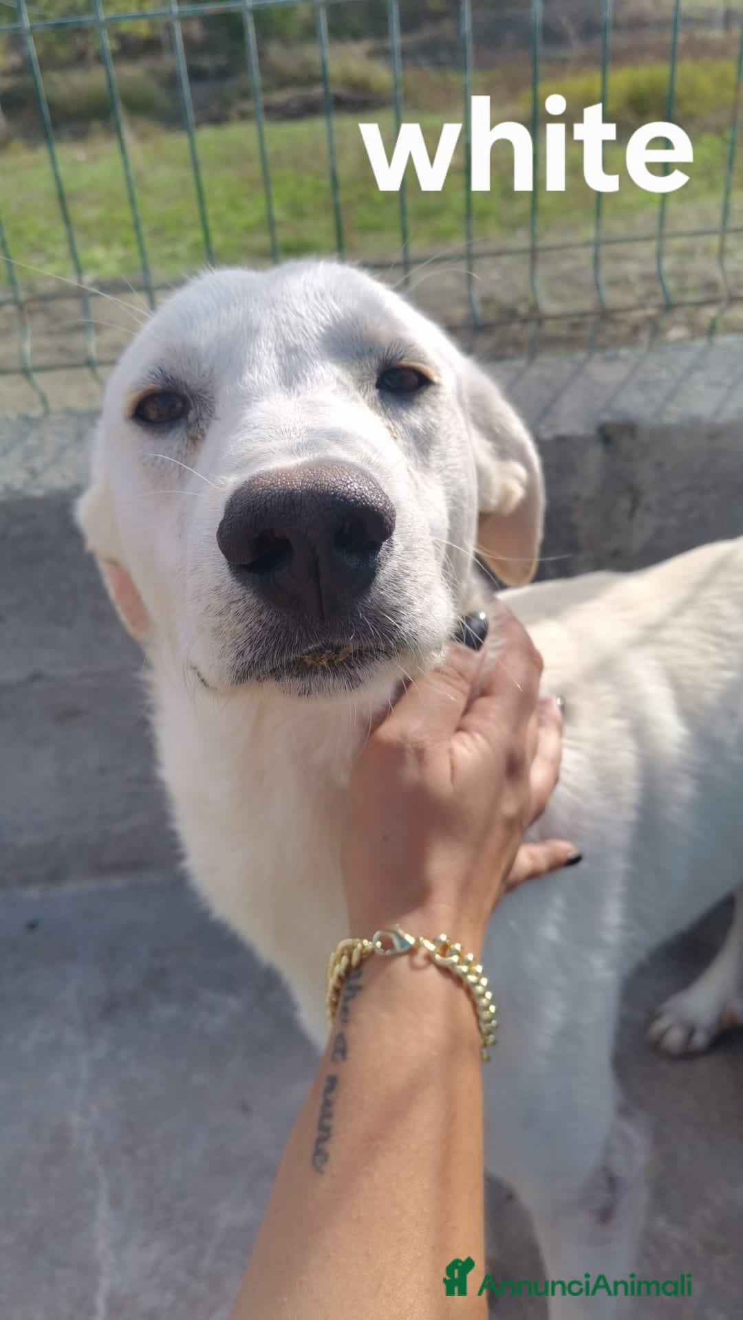 Altre razze cani in regalo: ENEA E WHITE - Annuncio 4