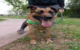 Meticcio cani in regalo: Russell, simil pastore tedesco!  a Provincia di Caserta - Immagine 1