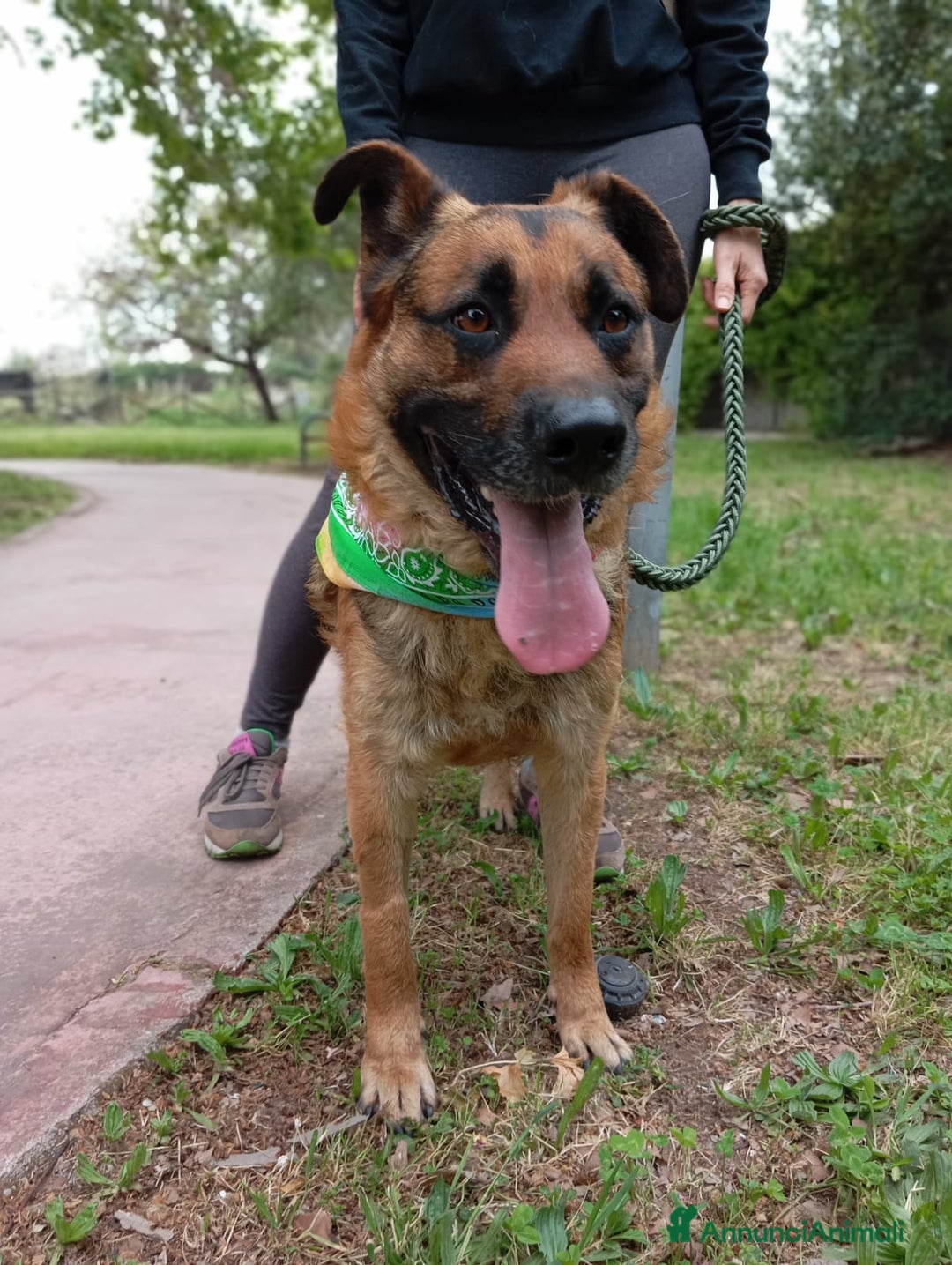 Meticcio cani in regalo: Russell, simil pastore tedesco!  a Provincia di Caserta - Immagine 1