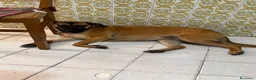 Meticcio cani in regalo: Wendy a Città metropolitana di Roma Capitale - Annuncio 2
