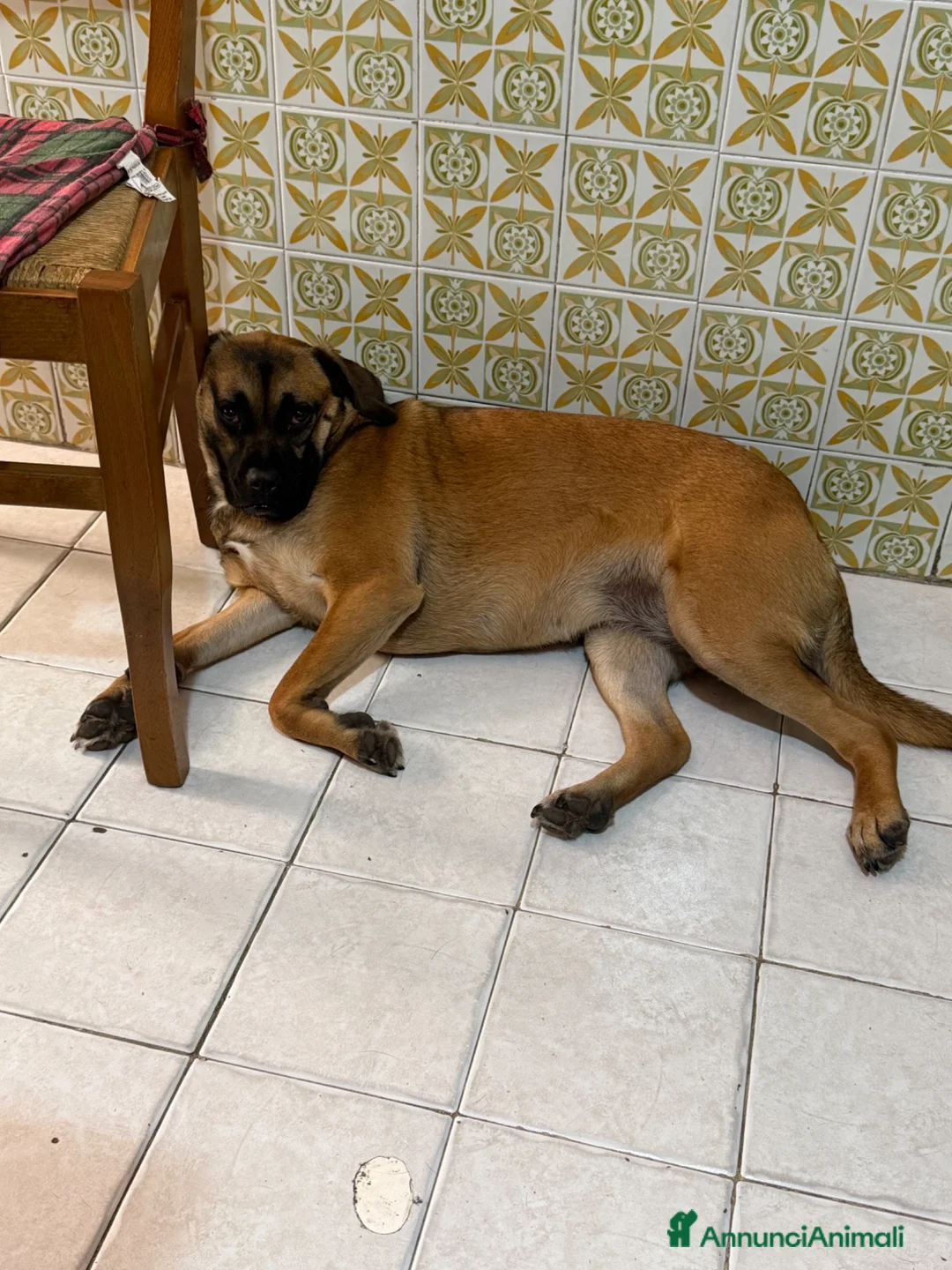 Meticcio cani in regalo: Wendy a Città metropolitana di Roma Capitale - Annuncio 2