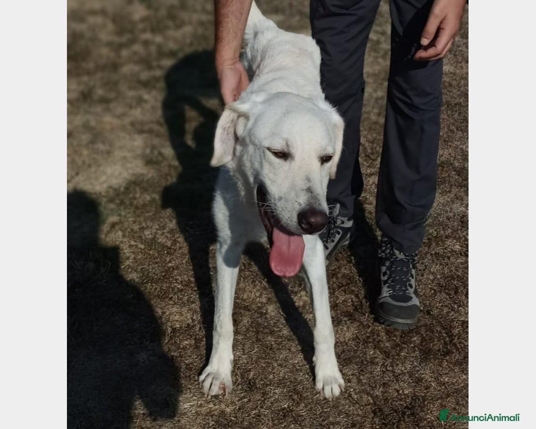 Meticcio cani in regalo: Yuri dolcissimo cane maschio derivato maremmano a Latina - Annuncio 4