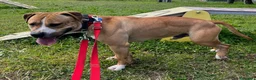 Meticcio cani in regalo: PABLO CERCA CASA - Annuncio 11