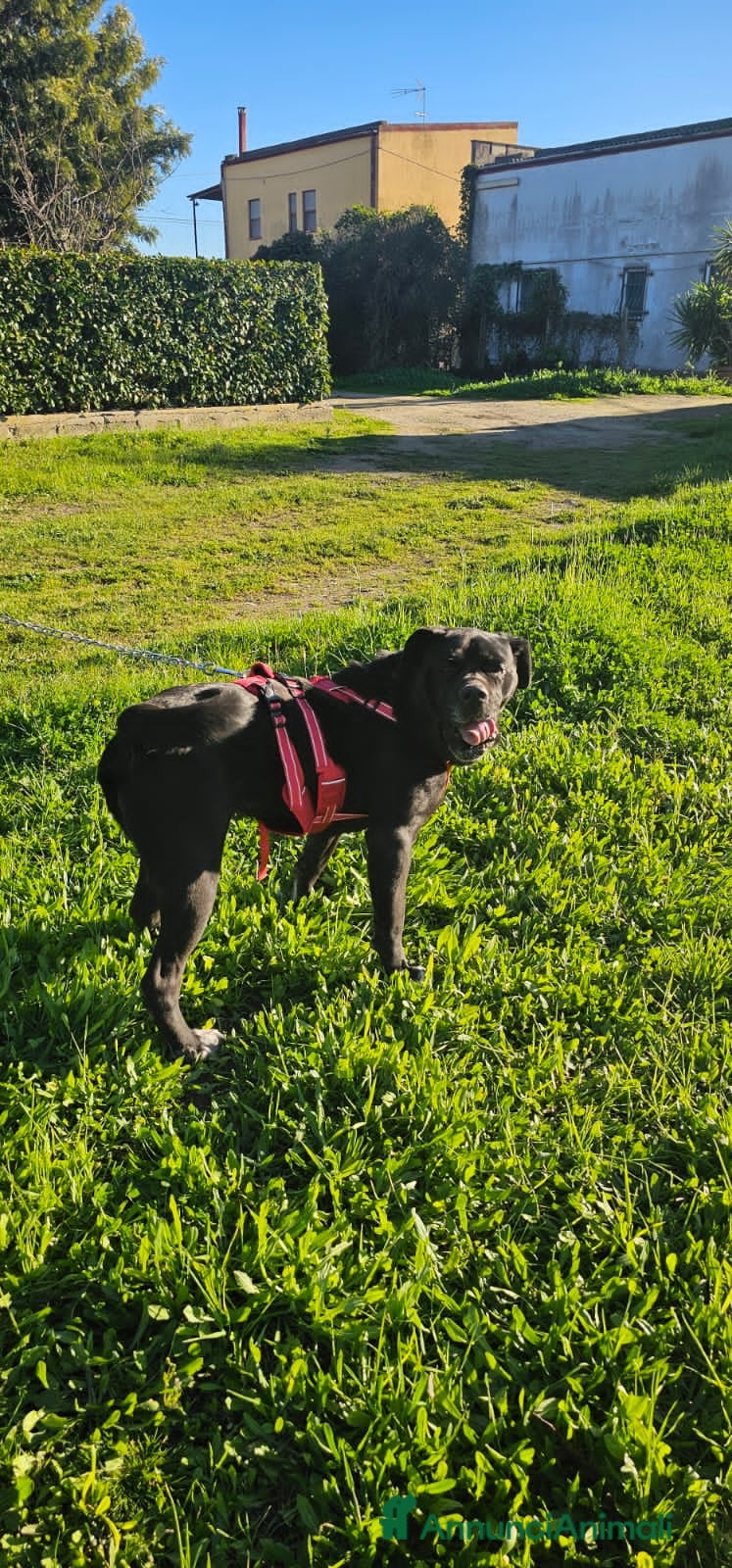 Altre razze cani aurelia - Annuncio 2