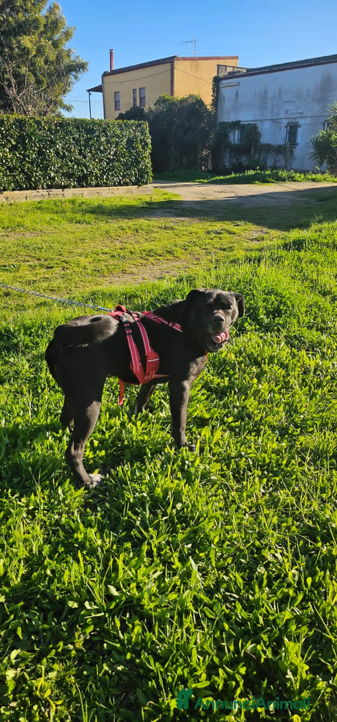 Altre razze cani in regalo: aurelia - Annuncio 2