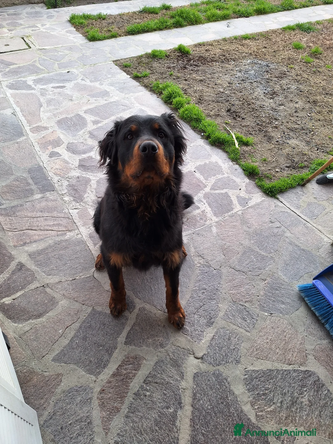 Rottweiler cani per accoppiamento: Cane Femmina per accoppiamento  - Annuncio 3