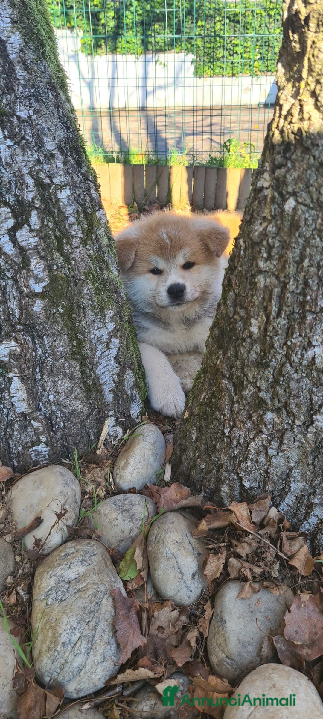 Akita Inu cani in vendita: CUCCIOLI AKITA INU LOMBARDIA  a Province of Como - Immagine 4