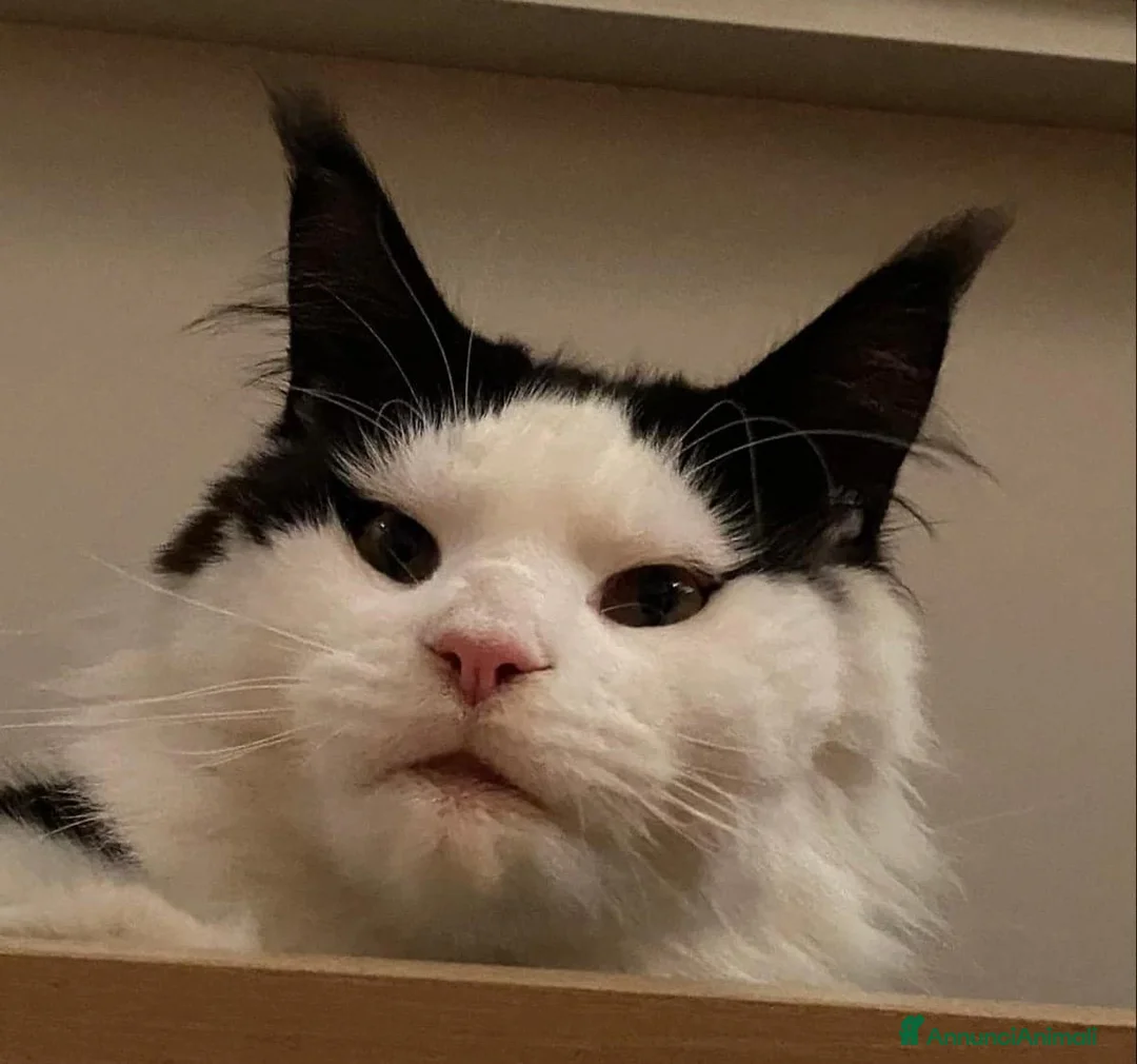 Immagine della galleria {{count}}