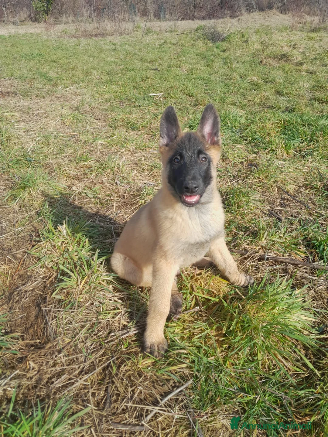 Pastore Belga cani in vendita: Pastore belga malinois  - Annuncio 4