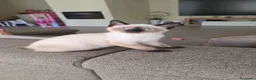 Siamese gatti in vendita: Vendo sorelle siamesi seal point a Provincia di Alessandria - Annuncio 4