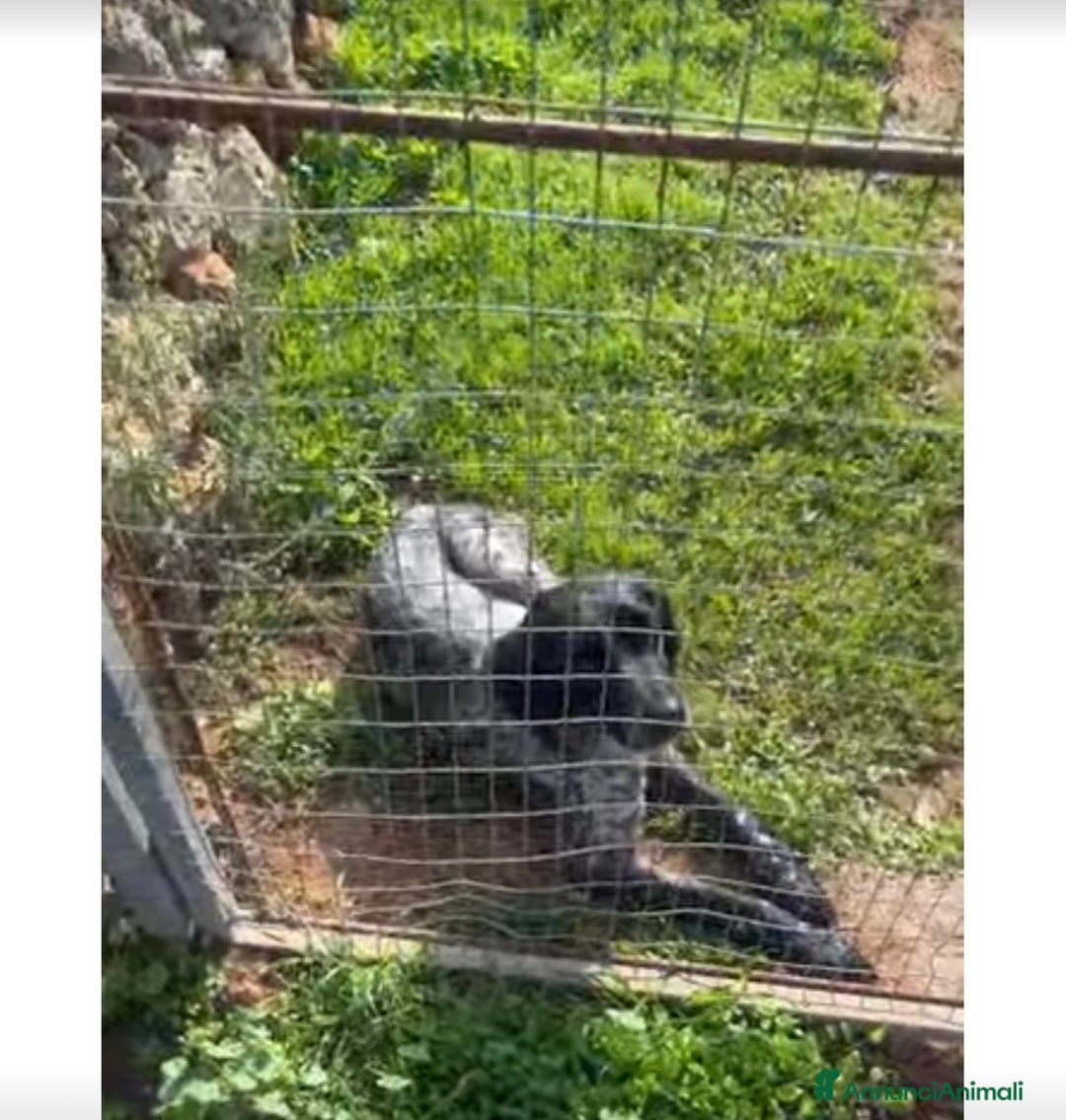 Breton cani in regalo: ADOZ.del cuore:dolcissimo vuole una famiglia  sua! - Annuncio 7