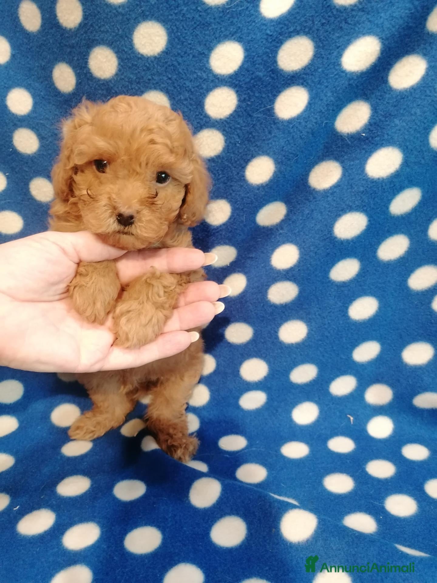 Barboncino cani Barboncini nani red cuccioli - Annuncio 3