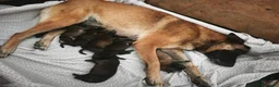 Pastore Belga cani in vendita: Cuccioli di Pastore belga malinois con pedigree a Città Metropolitana di Bologna - Annuncio 6