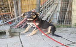 Meticcio cani in regalo: LUCKY adorabile cucciolotto - tg media a Provincia di Reggio Emilia - Immagine 3