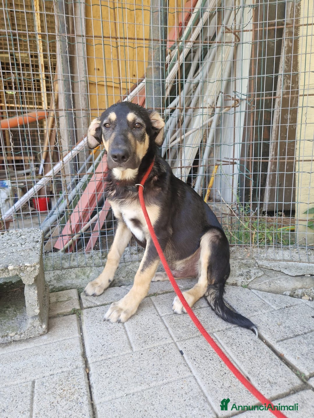 Meticcio cani in regalo: LUCKY adorabile cucciolotto - tg media a Provincia di Reggio Emilia - Immagine 3