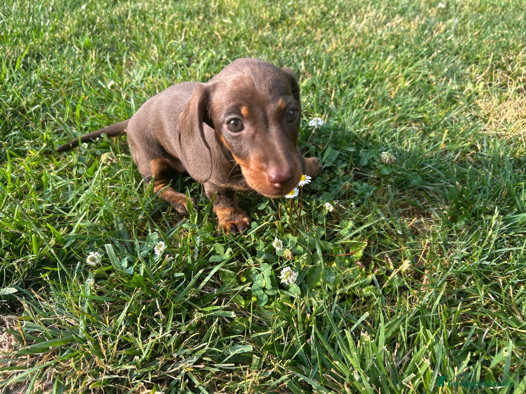 Bassotto cani Bassotto Kaninchen femmina cioccolato - Annuncio 1
