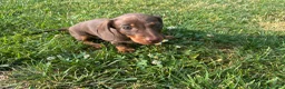 Bassotto cani in vendita: Bassotto Kaninchen femmina cioccolato - Annuncio 1