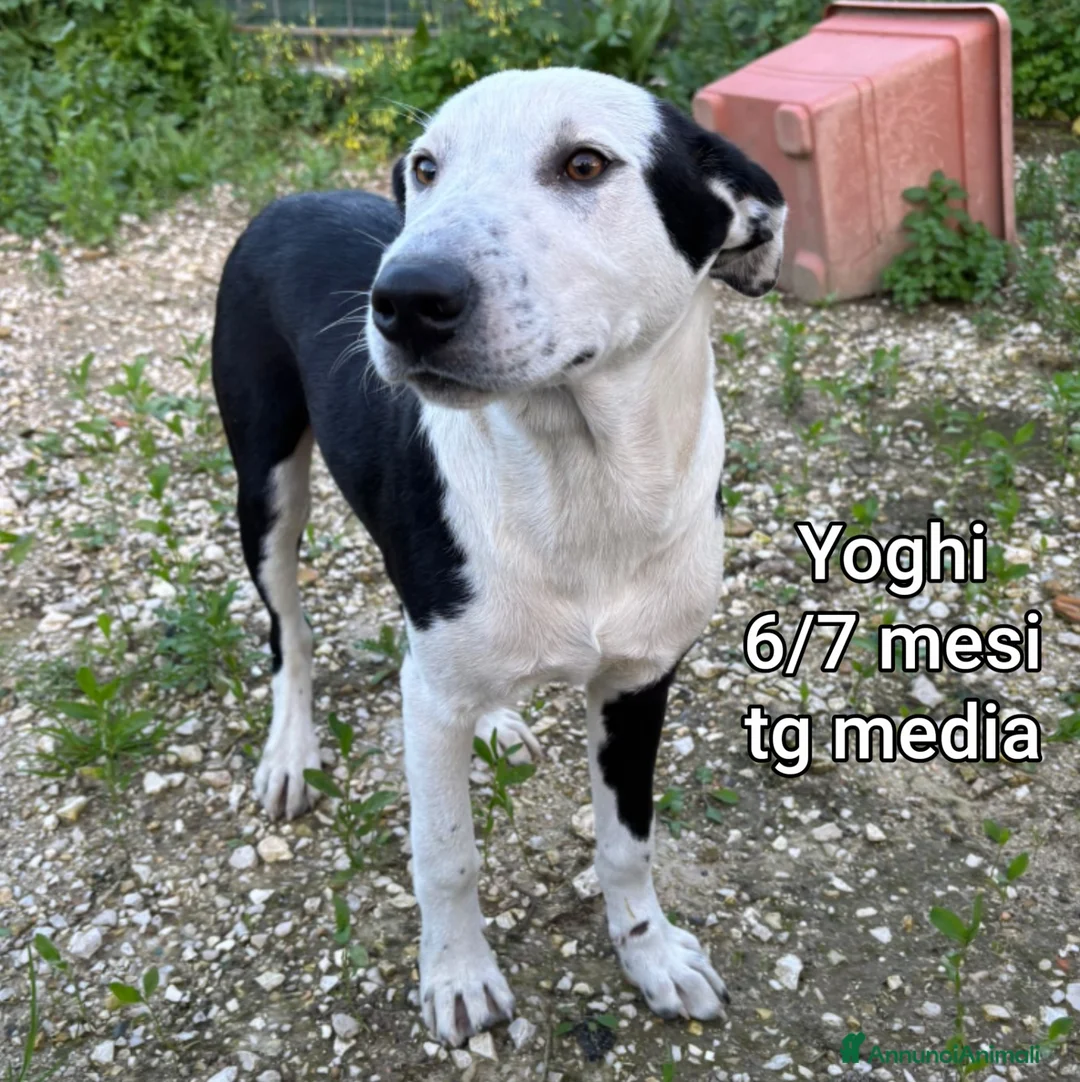 Meticcio cani in regalo: SALVA UN CUCCIOLO! a Provincia di Reggio Emilia - Annuncio 10