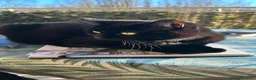 Europeo gatti in regalo: Gatta Europea Nera Sei Anni Cerca Casa  a Provincia di Ferrara - Annuncio 1